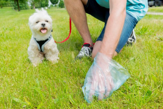 A dog owner picking after its pet.