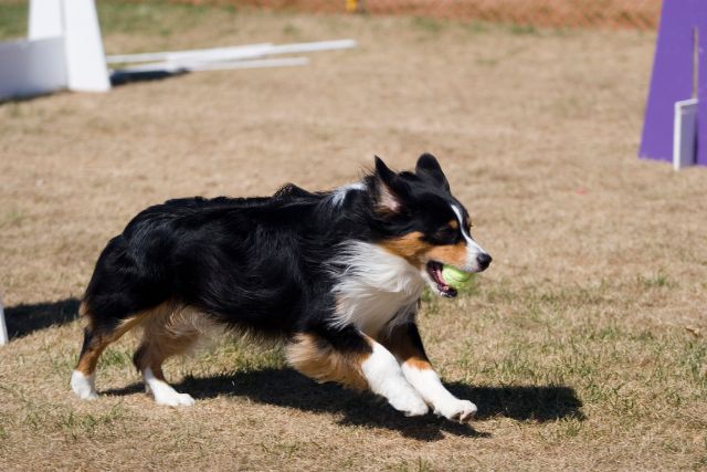 A dog actively playing flyball in a park.
