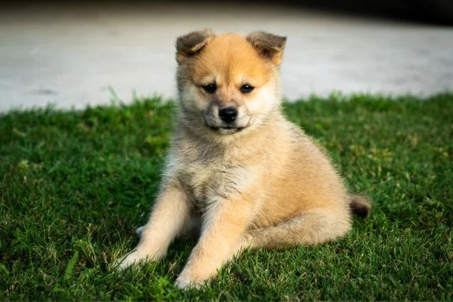 A cute little pomsky puppy.