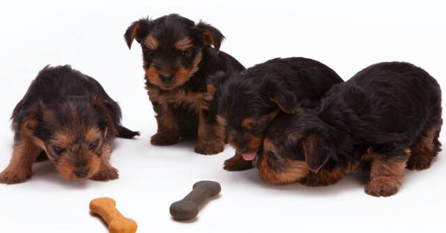 Black and tan yorkshire terrier puppies.