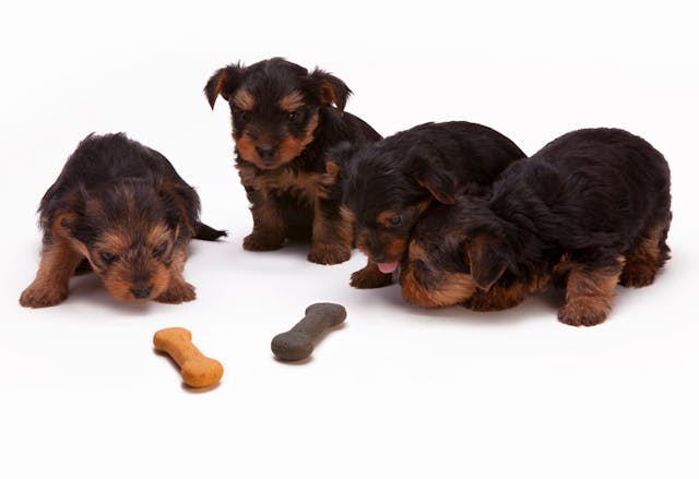 Four cute puppies are curious about dog treats.