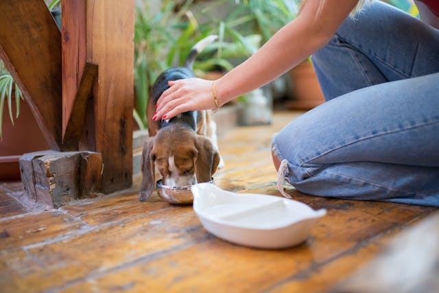 Puppy eating out of a bowl while a hand is petting it.