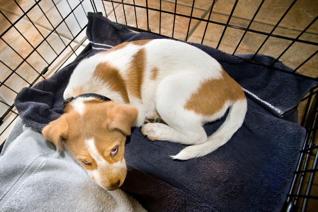 A puppy lying comfortably in a crate.