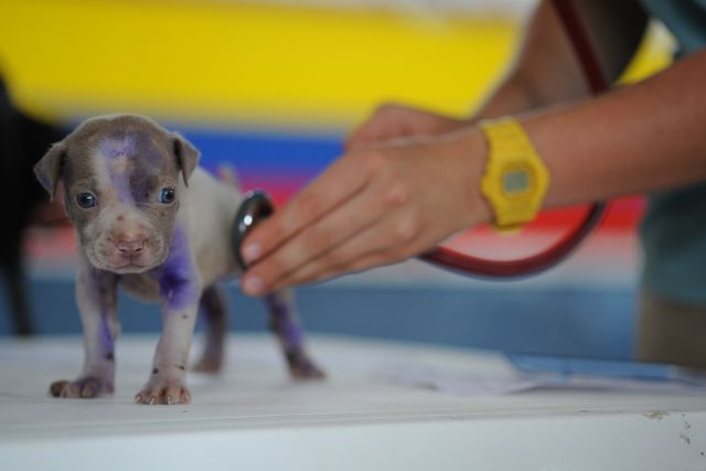 A veterinarian doing full check up on a ytiny puppy.