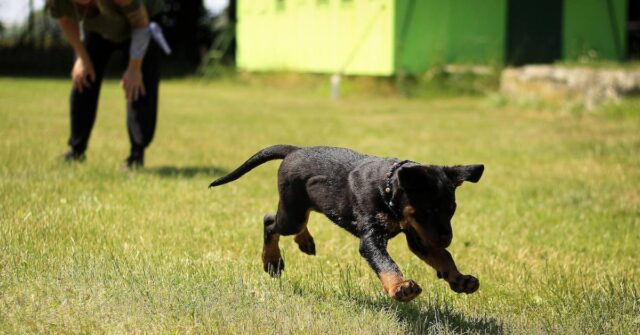 A black puppy training in a wide grass field.