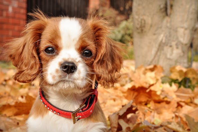 Close-up of a Cavalier King Charles Spaniel Puppy with a Red Collar Sitting Outside