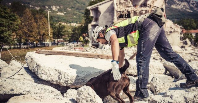 A rescue dog searching through a building ruins.