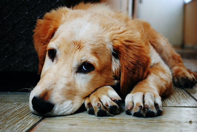 Tan and white short coat dog laying down in a brown wooden floor.