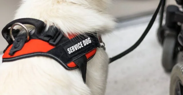 A servicr dog accompanying a disabled person in a wheelchair.