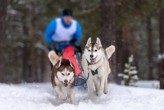 Two huskies in a dog sledding competition.