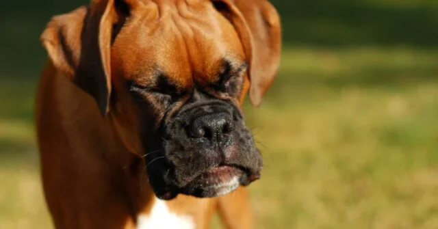 A dog sneezing while on playing outdoors.