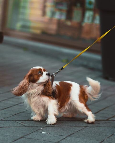A Cavalier King Charles Spaniel Dog on leash while walking.