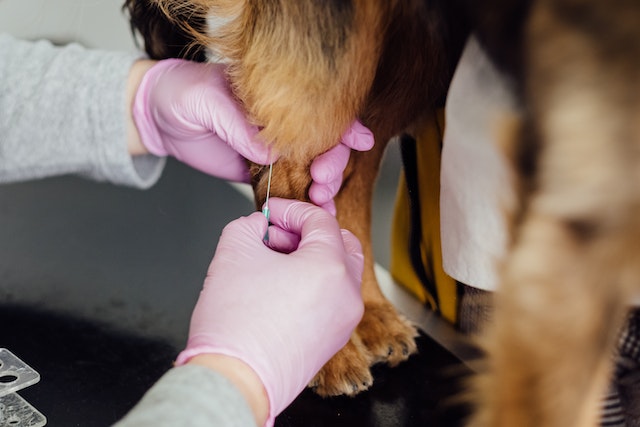 A veterinarian is about to administer a vaccine on a brown dog.