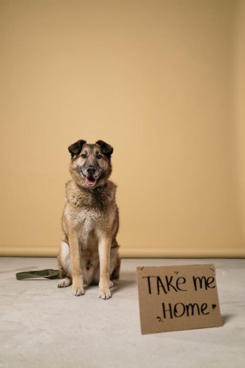 A german sheperd that is up for adoption with a "Take Me Home" sign.