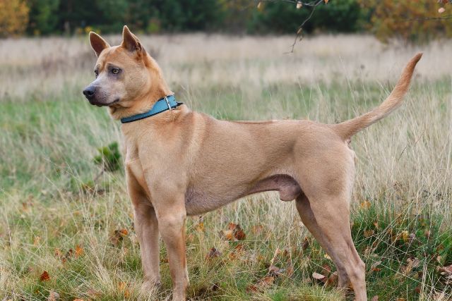 A Thai Ridgeback stading tall in the outdoors.