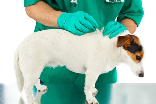 A veterinarian applying dog & tick medicine on a dog.