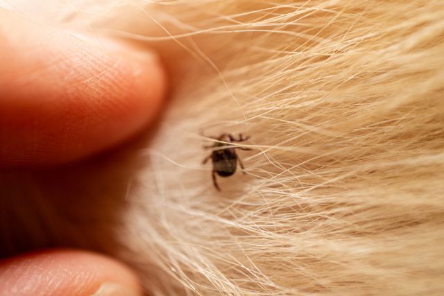 Crawling tick on a brown haired dog.