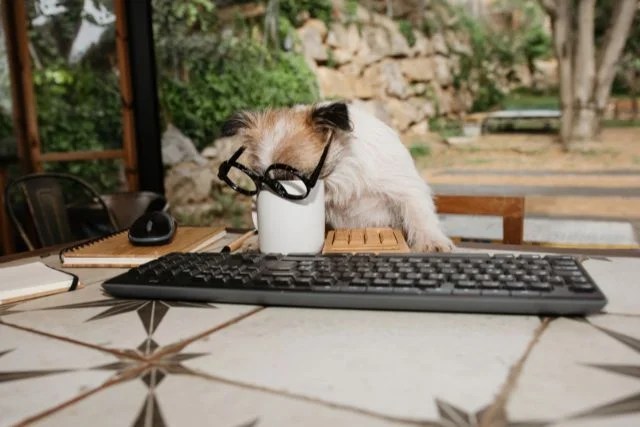 Dog drinking coffee in a mug while the owner is away.