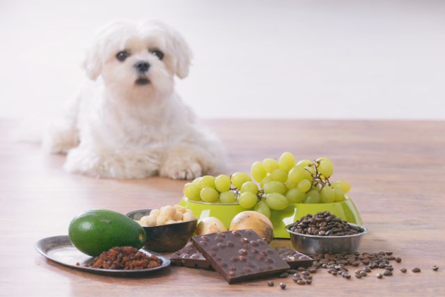 A dog infont of toxic foods for it.