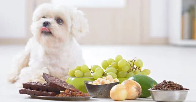 Some of the most toxic foods for a dog.