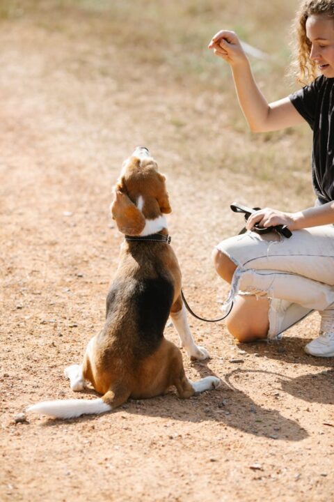 A woman training its beagle on outdoors.