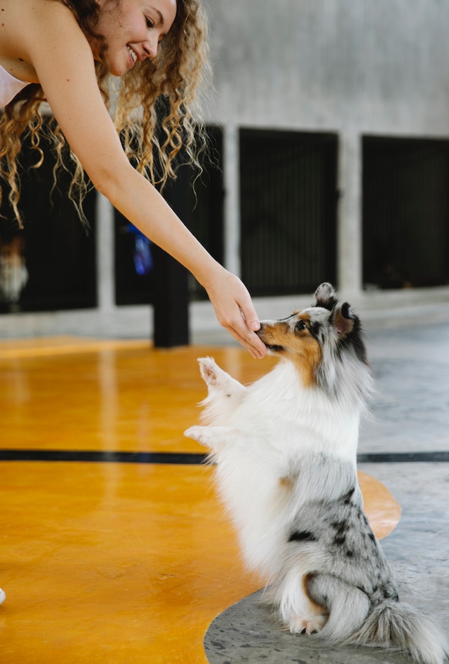 A smiling woman teaching tricks to a small dog.