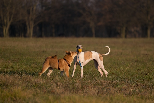 A dog suddenly approached another playing dog