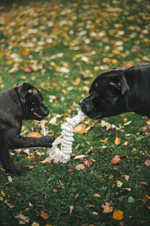 An adult and puppy Staffordshire Bull Terrier playing a game of tug.