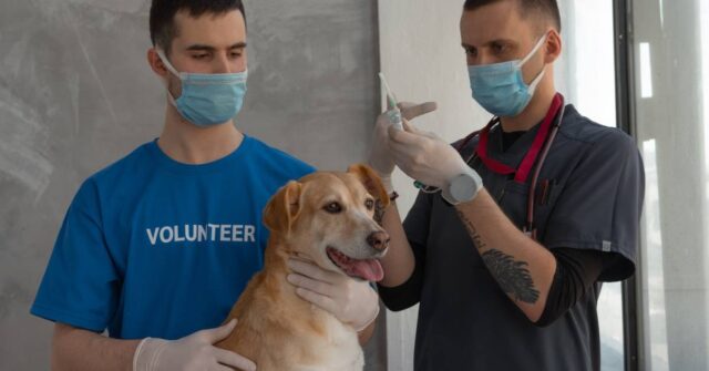 A vet preparing the vaccine of a dog while being assisted by a volunteer.