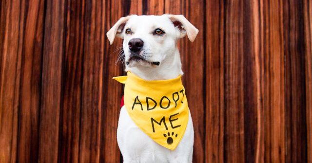 A white dog in a shelter wearing a yellow bandana with a "Adopt Me" on it.