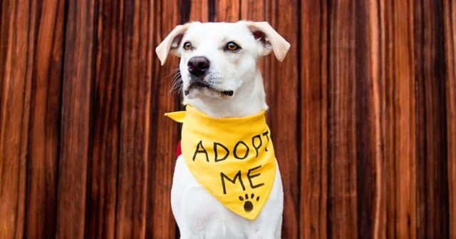 A white dog in a shelter wearing a yellow bandana with a "Adopt Me" on it.