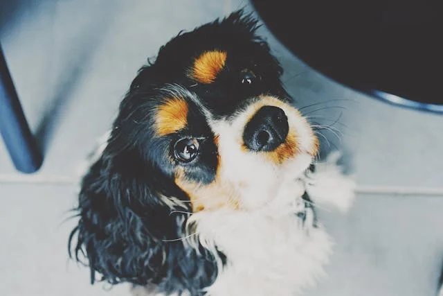 A white and black spaniel looking up to its owner.