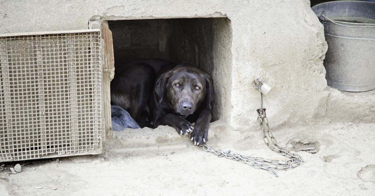 Black dog that is chained up and looks mistreated