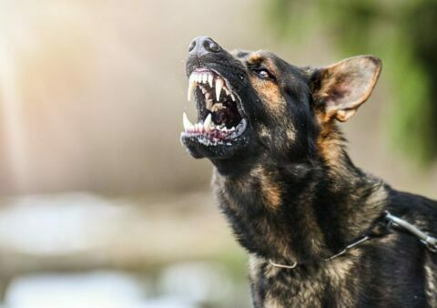 Australia Map Rude Dog Australian Dog Parks: The Good, The Bad & The Ugly (Guide)