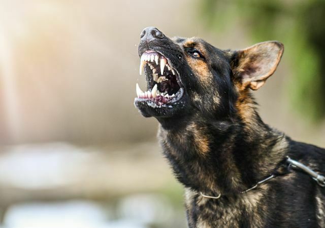 Angry German Shepard barking and showing teeth looking very vicious