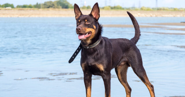 Brown Kelpie standing on the beach with water in the background.