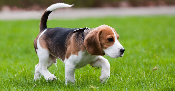 A mixed coloured beagle with white legs, brown body and black on its back and torso, walking along the grass in hunt mode.