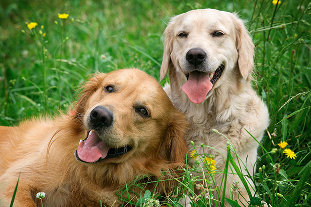 Two dog laying on the grass next to each other with the tougnes out looking very happy.