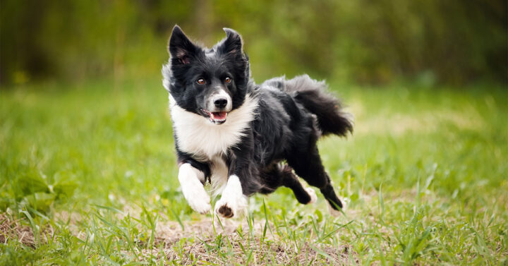 Action shot of black and white Border Collie running across green grass,