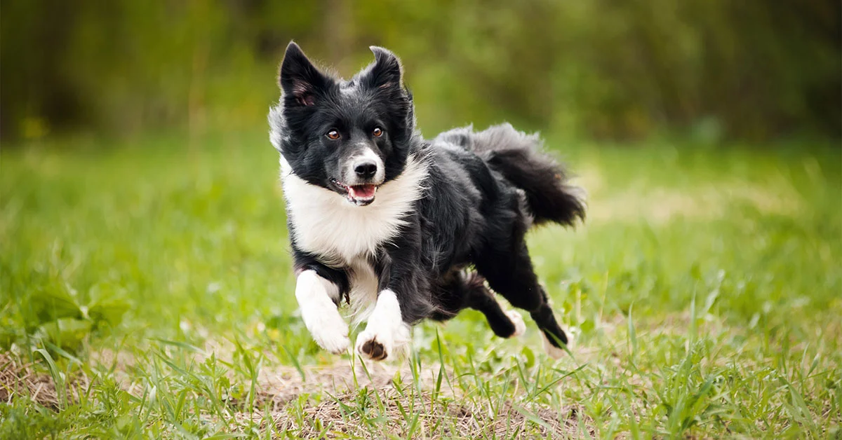 Running with sale border collie