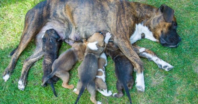 Female boxer feeding her puppies naturally