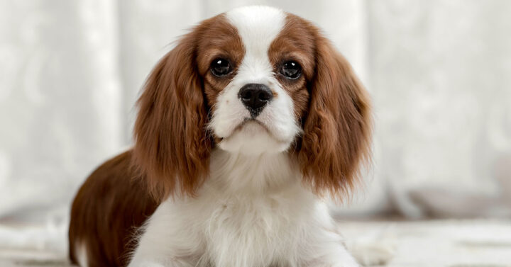 A very cute small Cavalier King Charles Spaniel with long brown ears and white underbelly. Looking adorable with its big eyes.