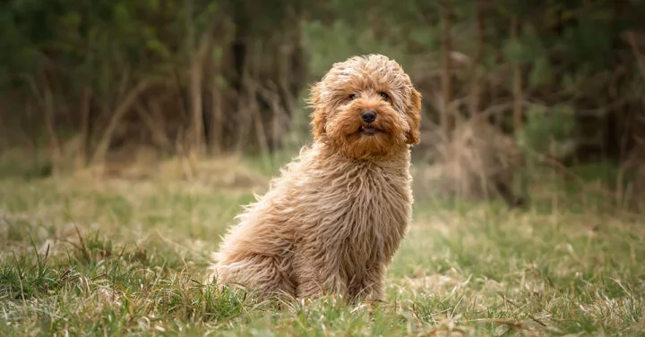 Fluffy brown Cavoodle on semi long grass with trees in the background, looking like a cuddly teddy bear.