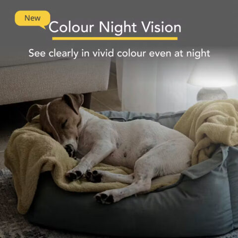 Furbo dog camera allows you to see clearly in vivid colour, even at night.