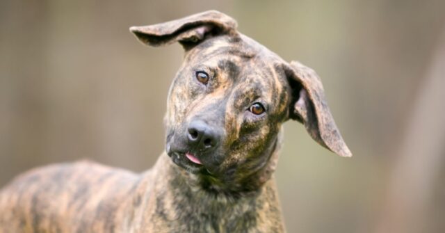 A brindle mixed breed dog listening with a head tilt
