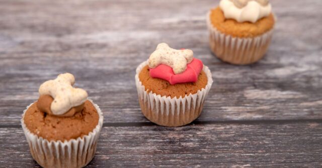 Doggie cupcake treats which have small edible bone shaped bits on top.