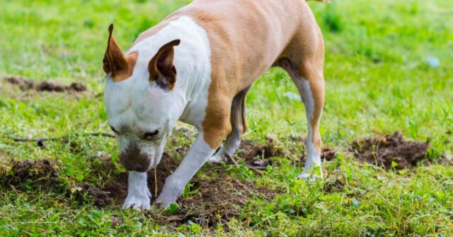 Dog in the backyard digging a hole with other holes around it that it has previously dug.