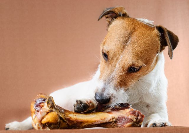 Small dog with paw on a raw bone as he starts to eat it.