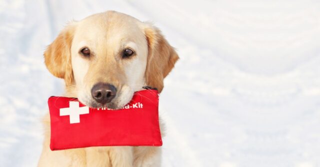 Cream coloured Labrador holding a red first aid kit in its mouth