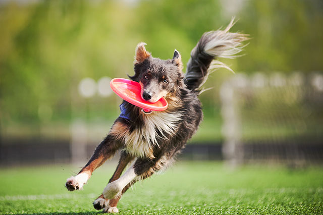 Action shot of a dog who has just caught a frisbee in its mouth